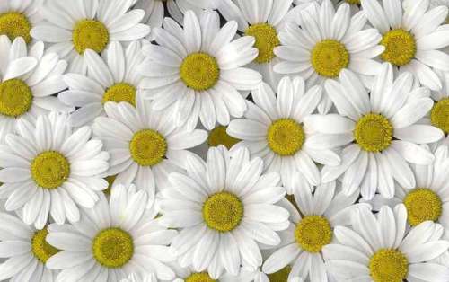 Printed Wafer Paper - Daisy Design - Click Image to Close